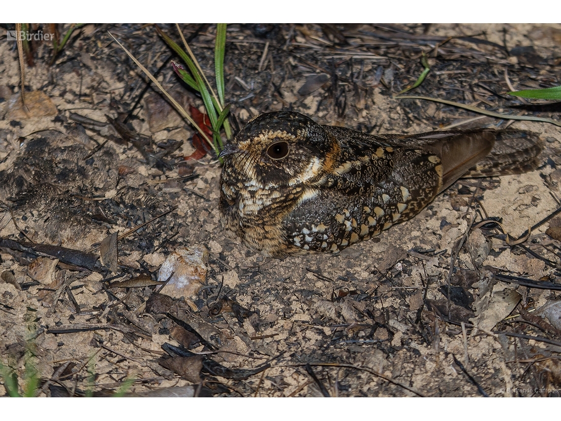 Antiurus maculicaudus