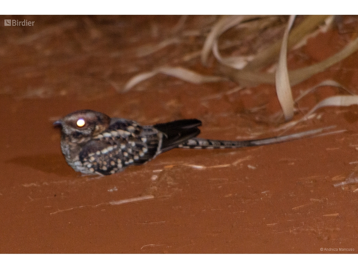 Hydropsalis torquata