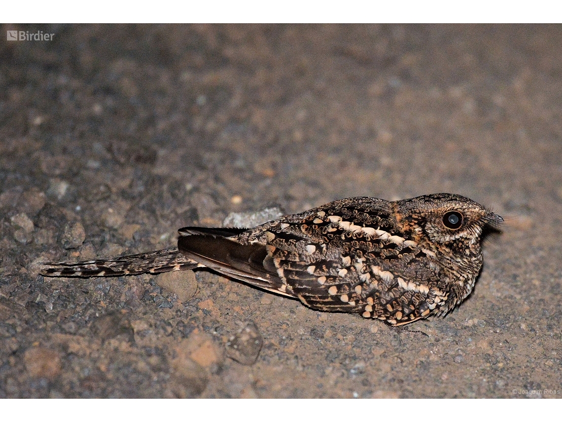 Hydropsalis torquata