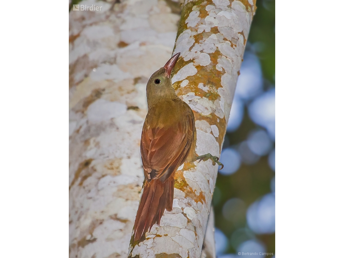 Hylexetastes uniformis