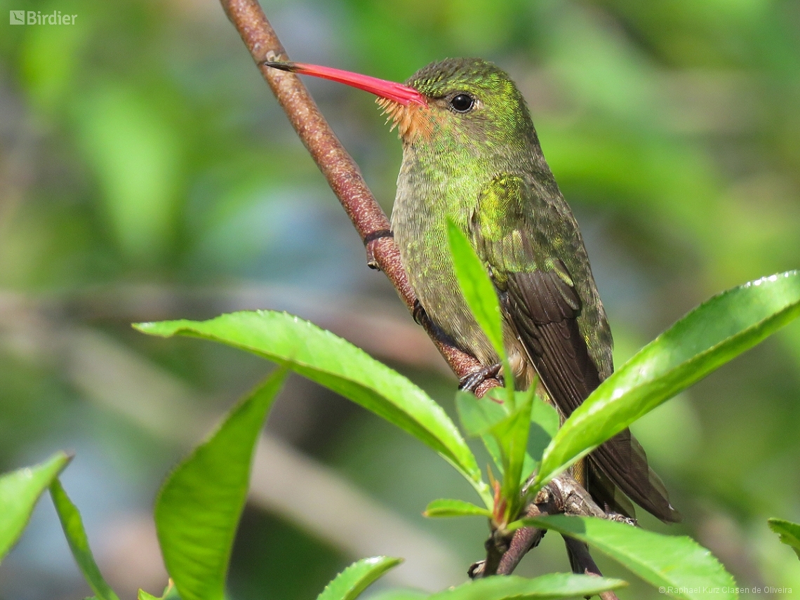 Hylocharis chrysura