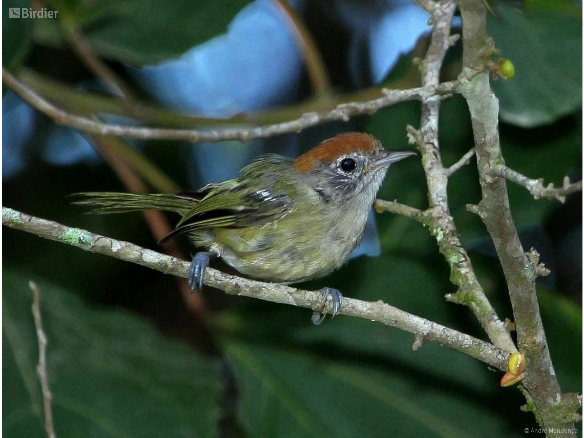 Hylophilus poicilotis
