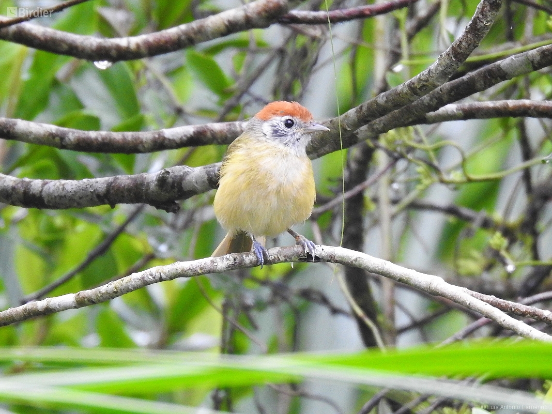 Hylophilus poicilotis