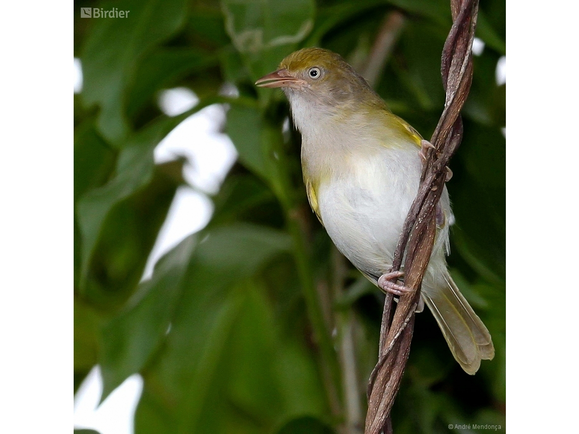 Hylophilus semicinereus