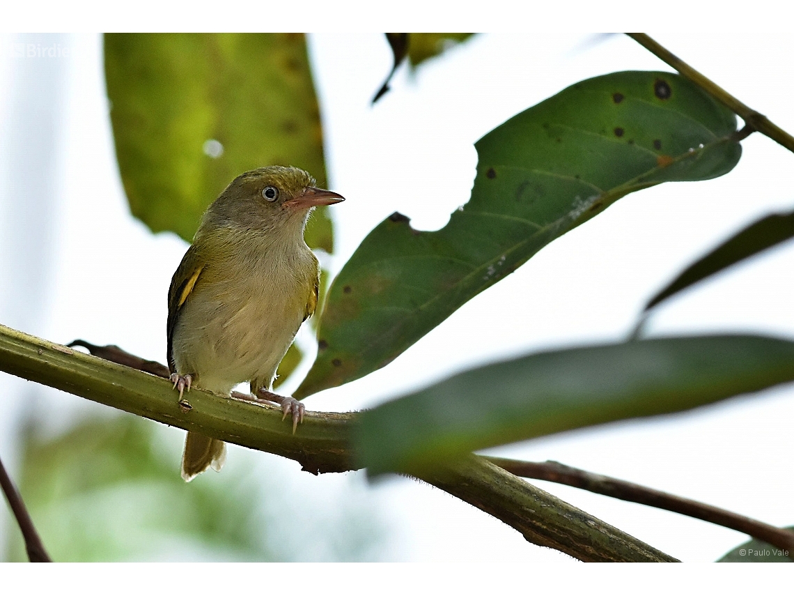 Hylophilus semicinereus