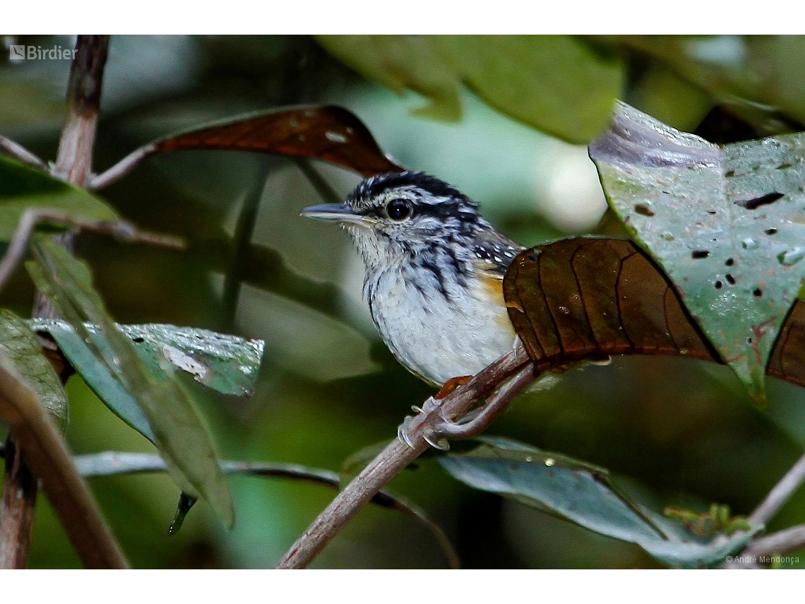 Hypocnemis cantator