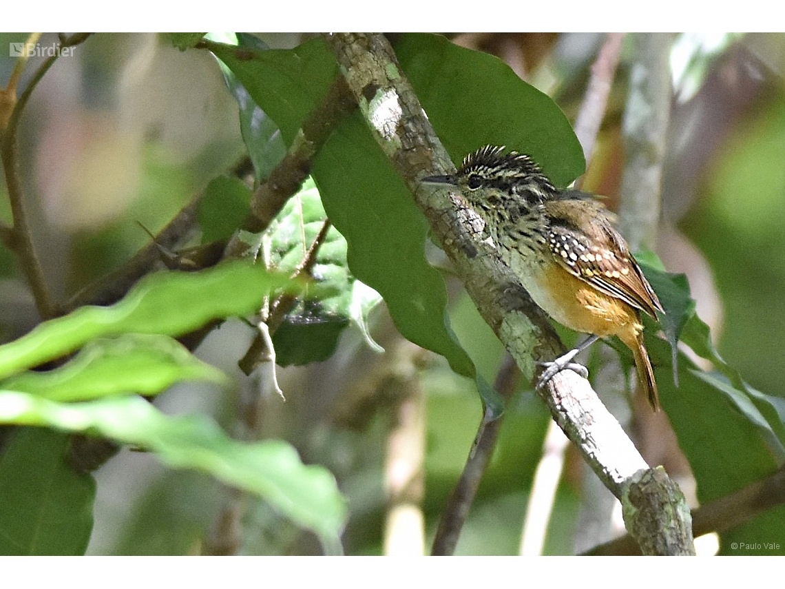 Hypocnemis cantator
