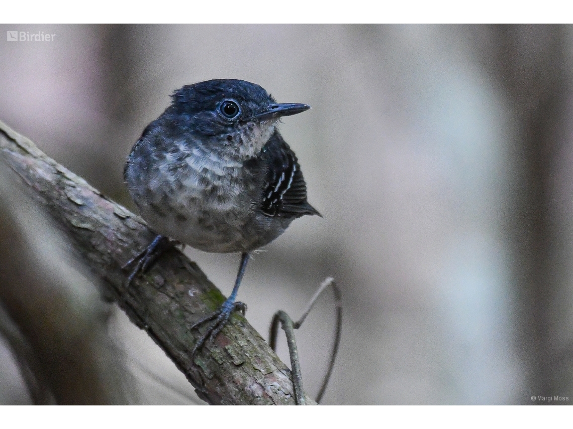 Hypocnemoides maculicauda
