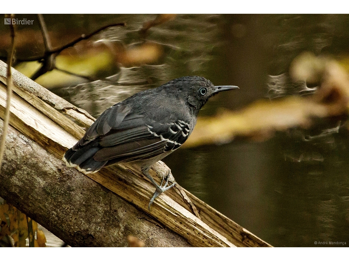 Hypocnemoides melanopogon