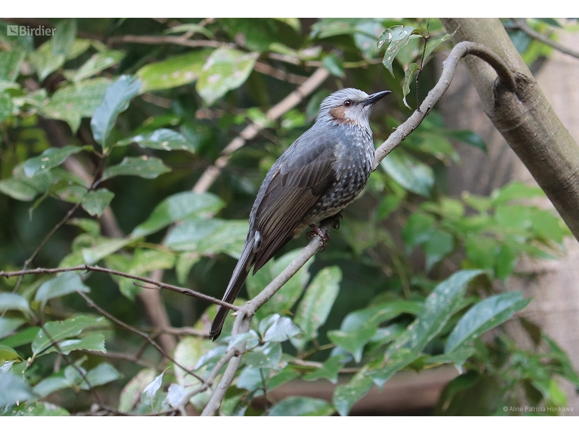 Hypsipetes amaurotis