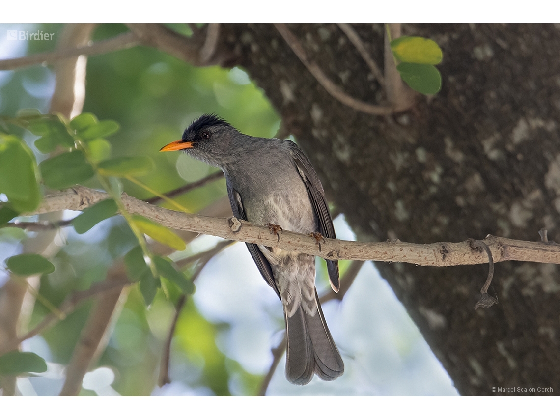 Hypsipetes madagascariensis
