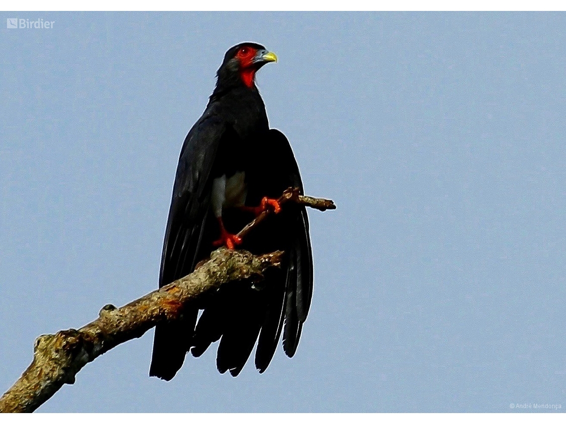 Ibycter americanus