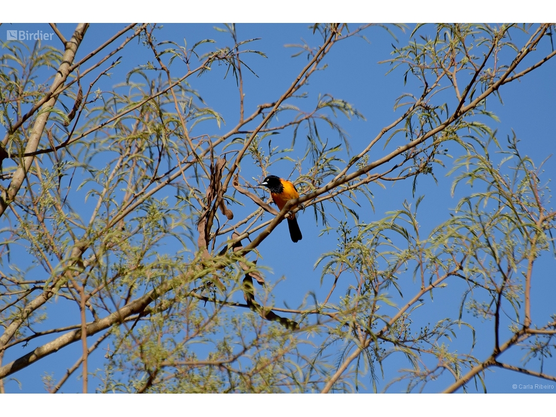 Icterus jamacaii