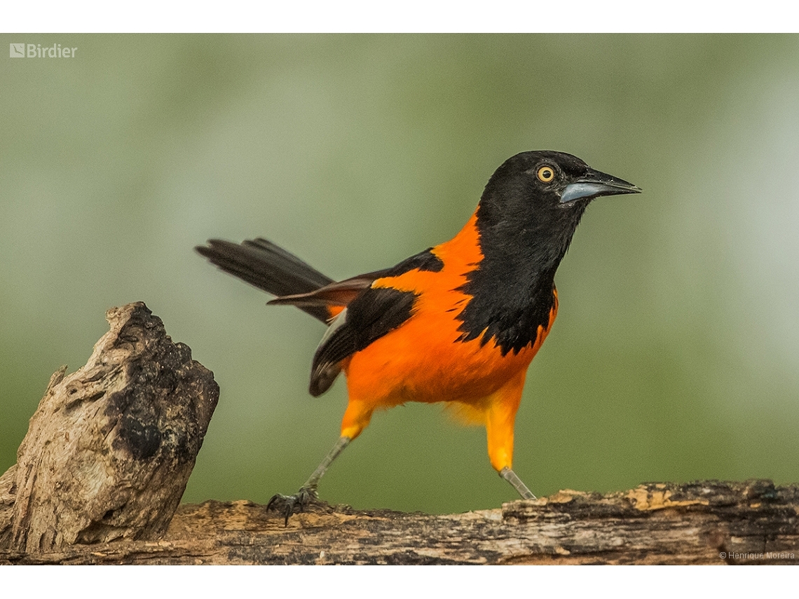 Icterus jamacaii