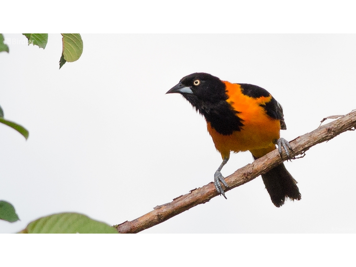 Icterus jamacaii