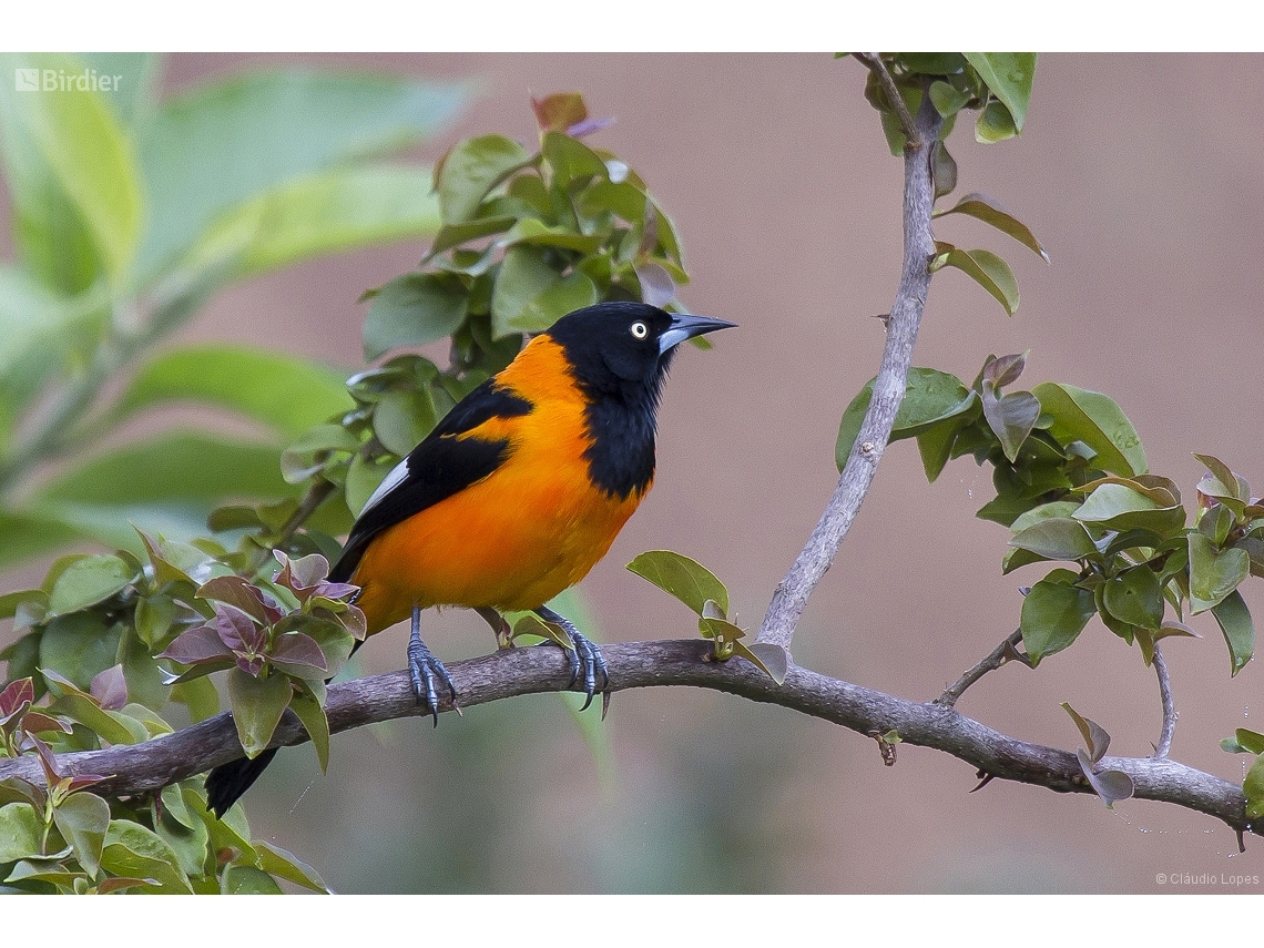 Icterus jamacaii