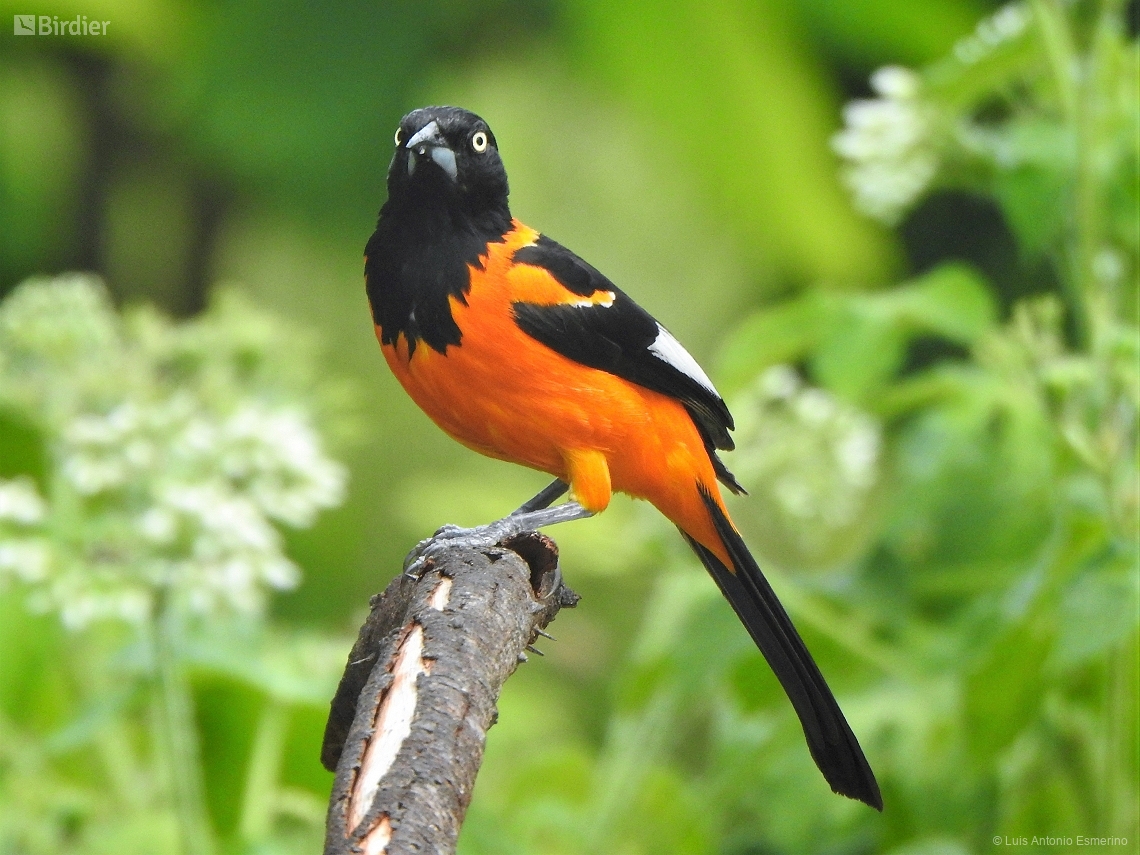 Icterus jamacaii