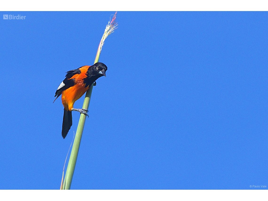 Icterus jamacaii