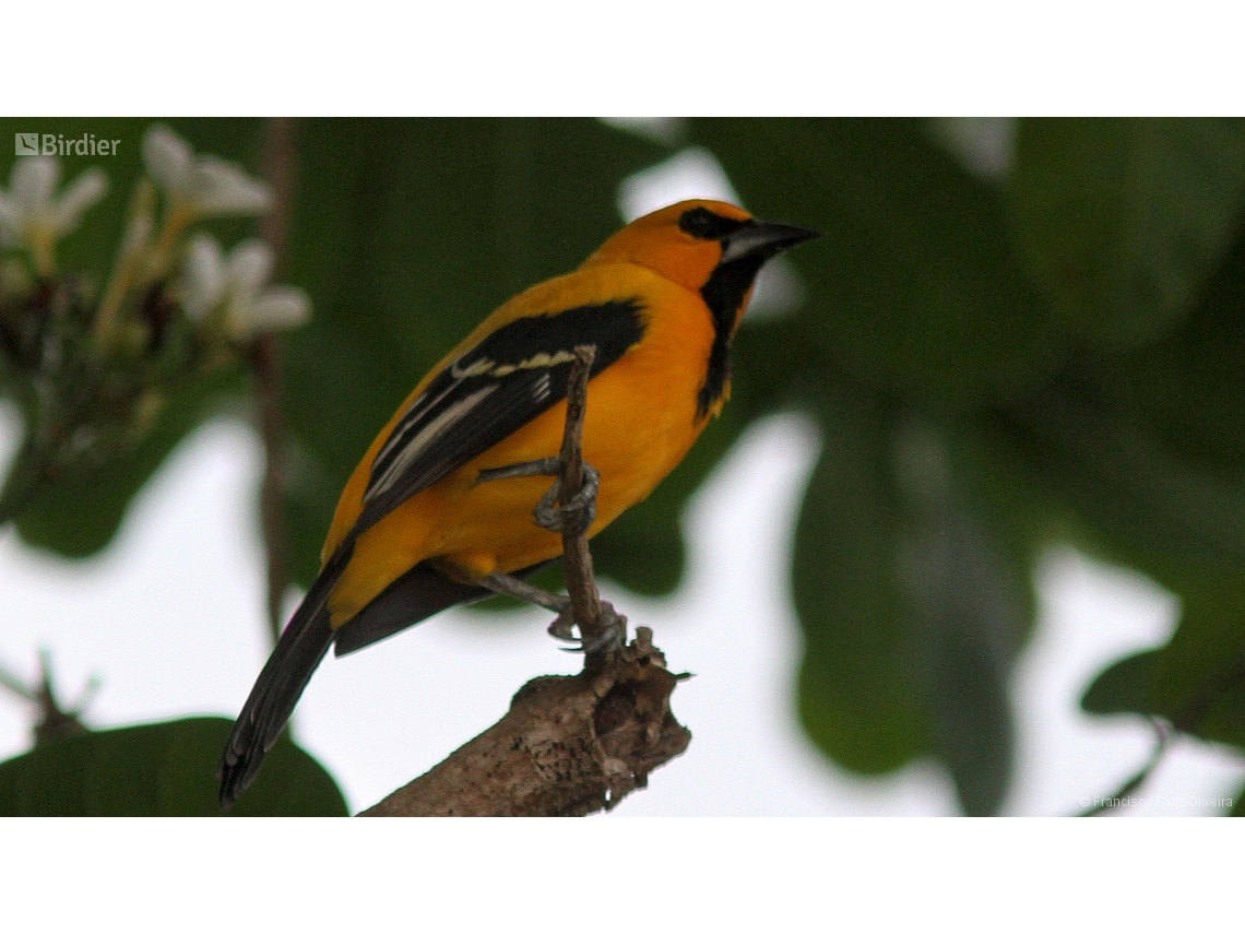 Icterus nigrogularis