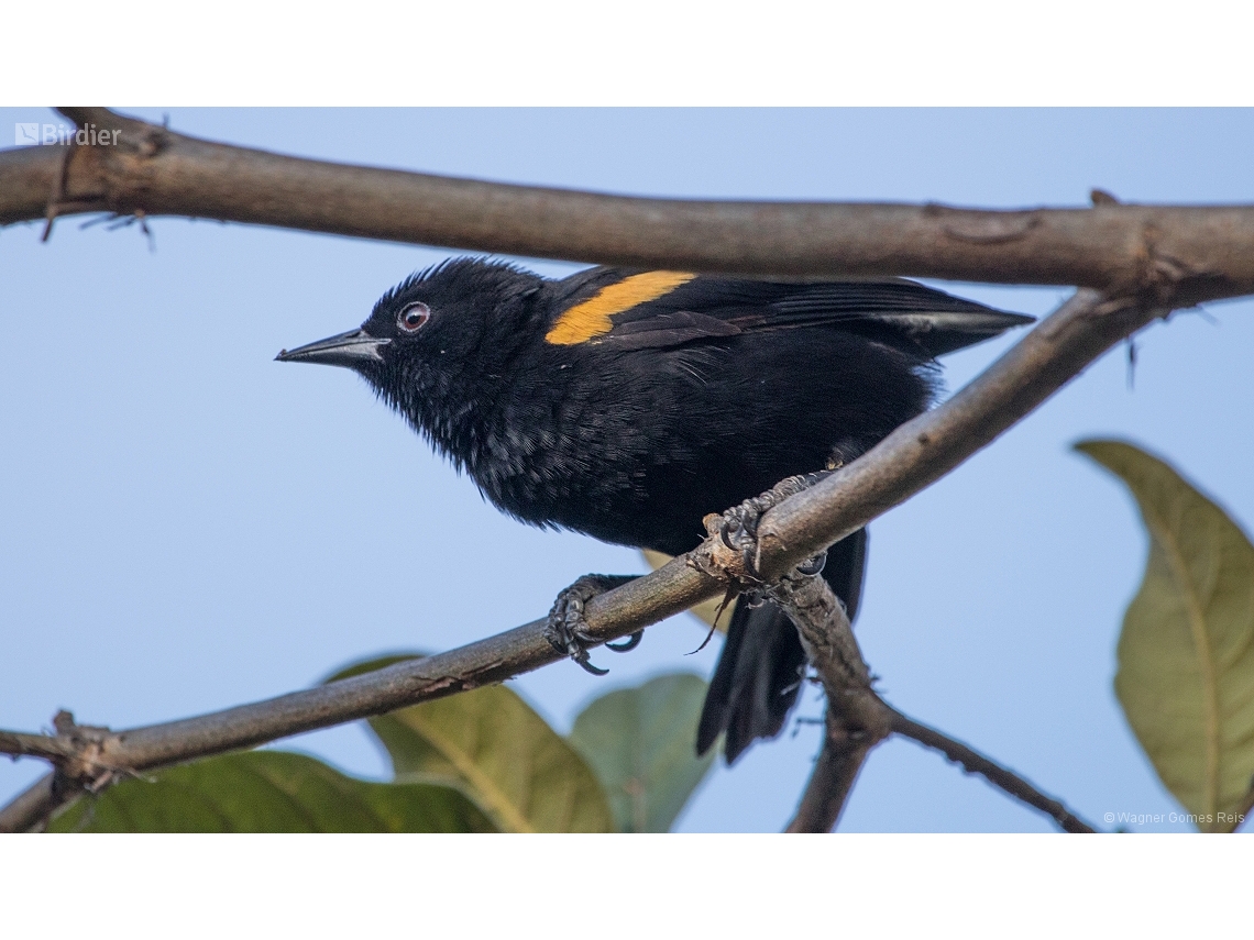 Icterus pyrrhopterus