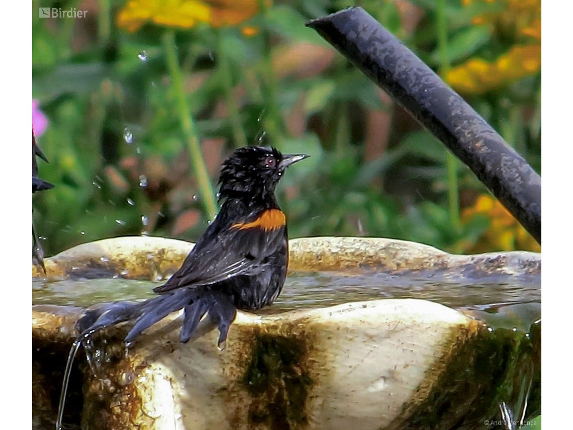 Icterus pyrrhopterus