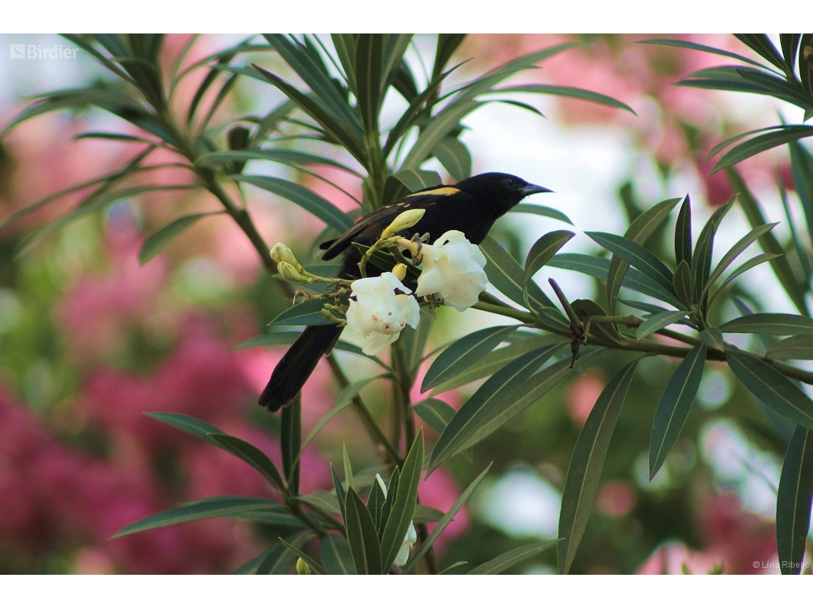 Icterus pyrrhopterus