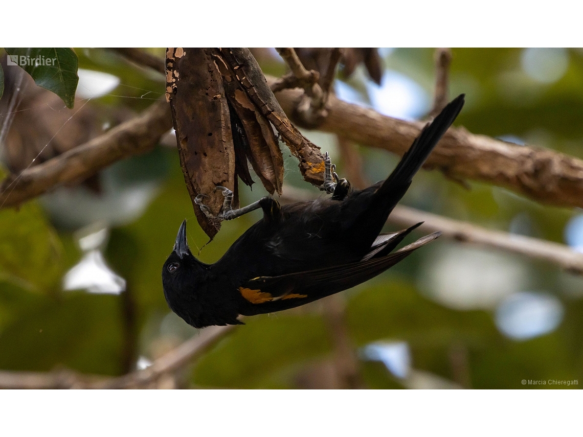 Icterus pyrrhopterus