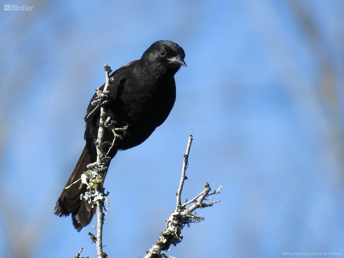Icterus pyrrhopterus