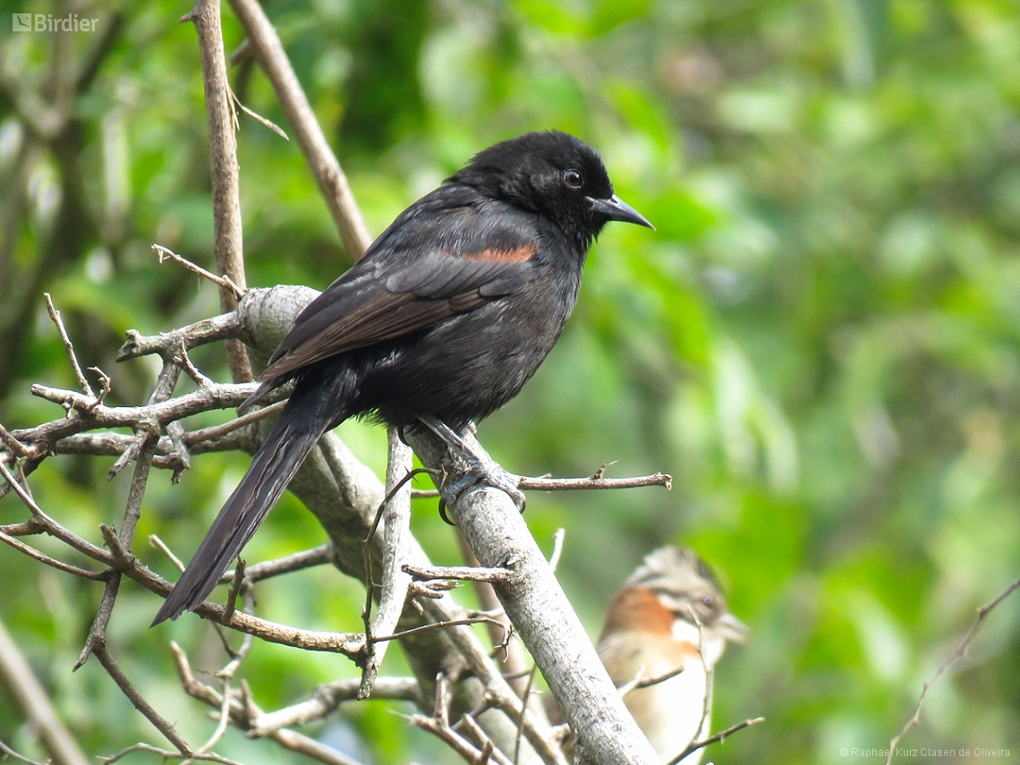 Icterus pyrrhopterus