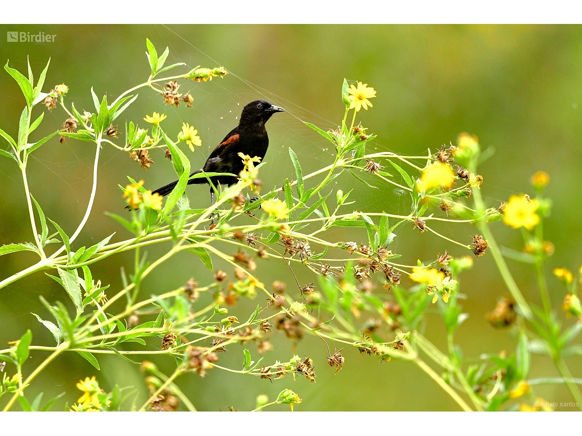 Icterus pyrrhopterus