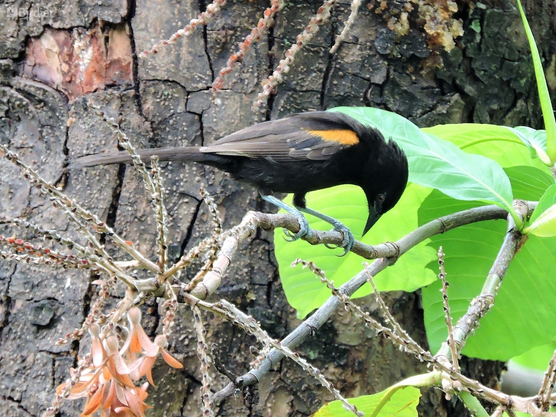 Icterus pyrrhopterus