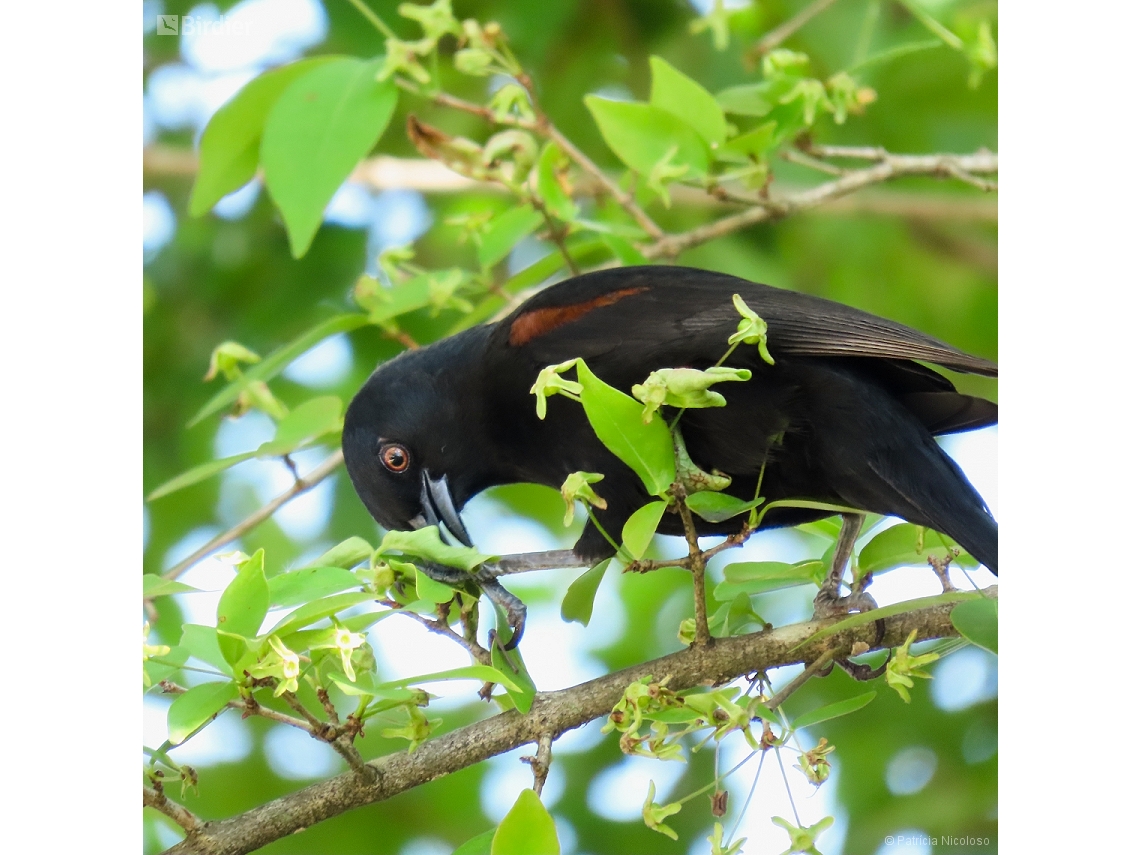 Icterus pyrrhopterus