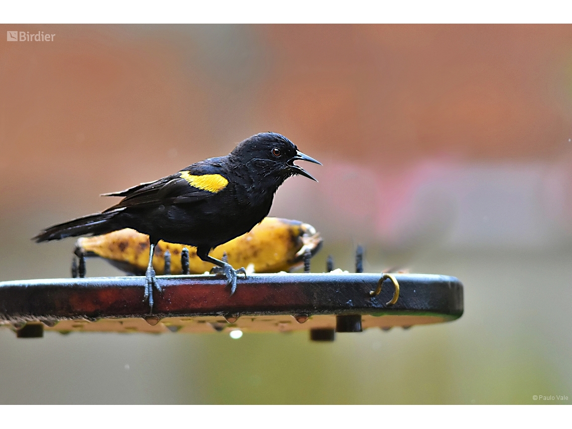 Icterus pyrrhopterus