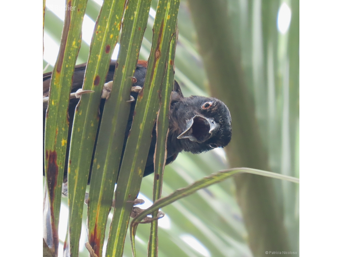 Icterus pyrrhopterus