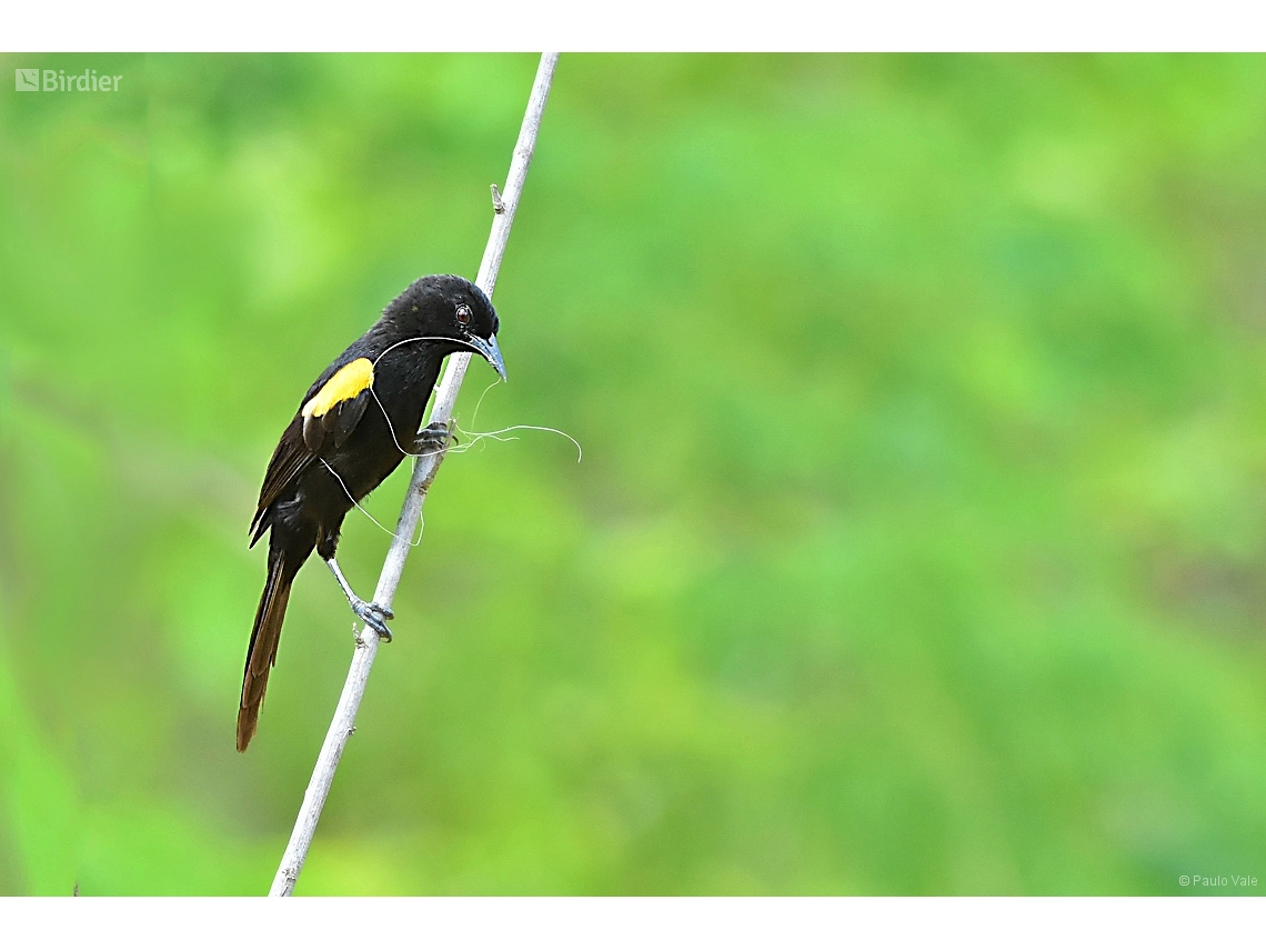 Icterus pyrrhopterus