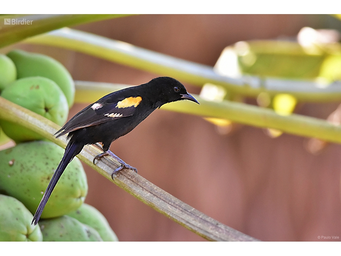 Icterus pyrrhopterus