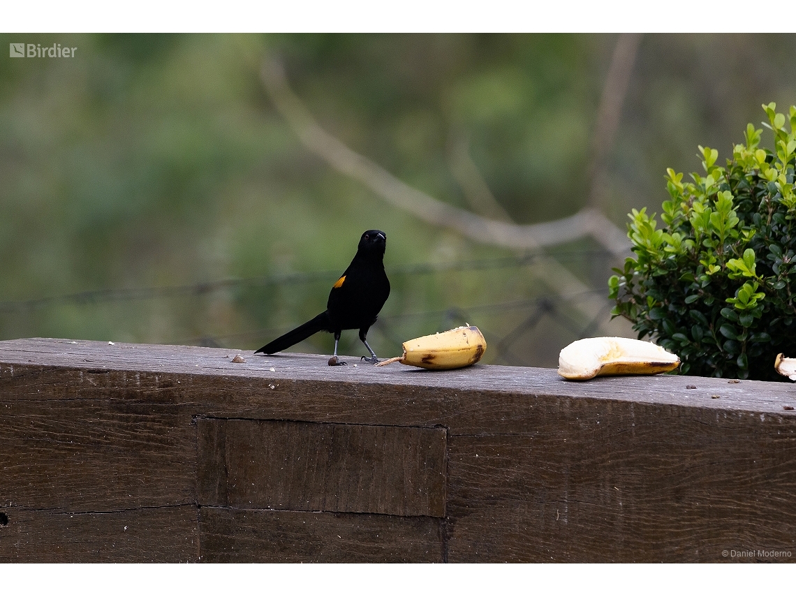 Icterus pyrrhopterus