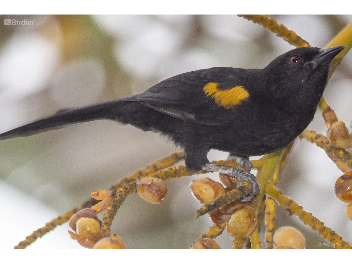 Icterus pyrrhopterus