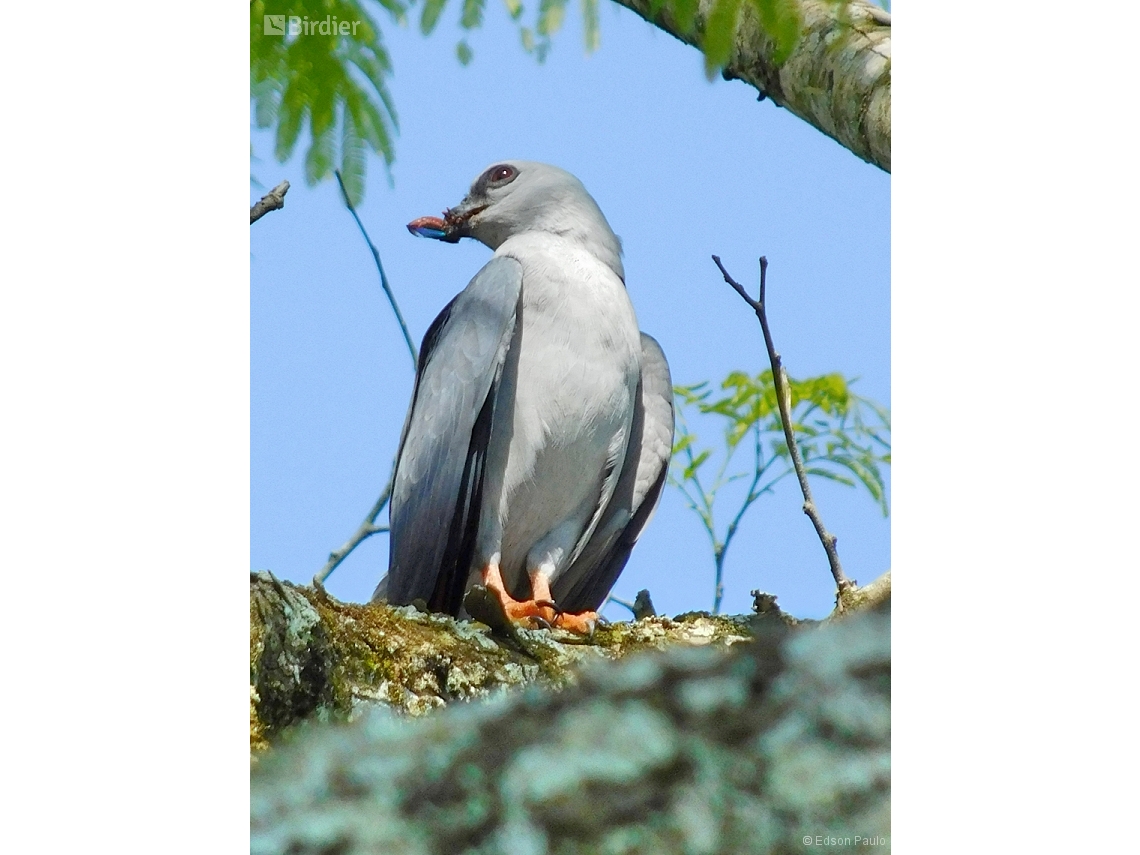 Ictinia plumbea