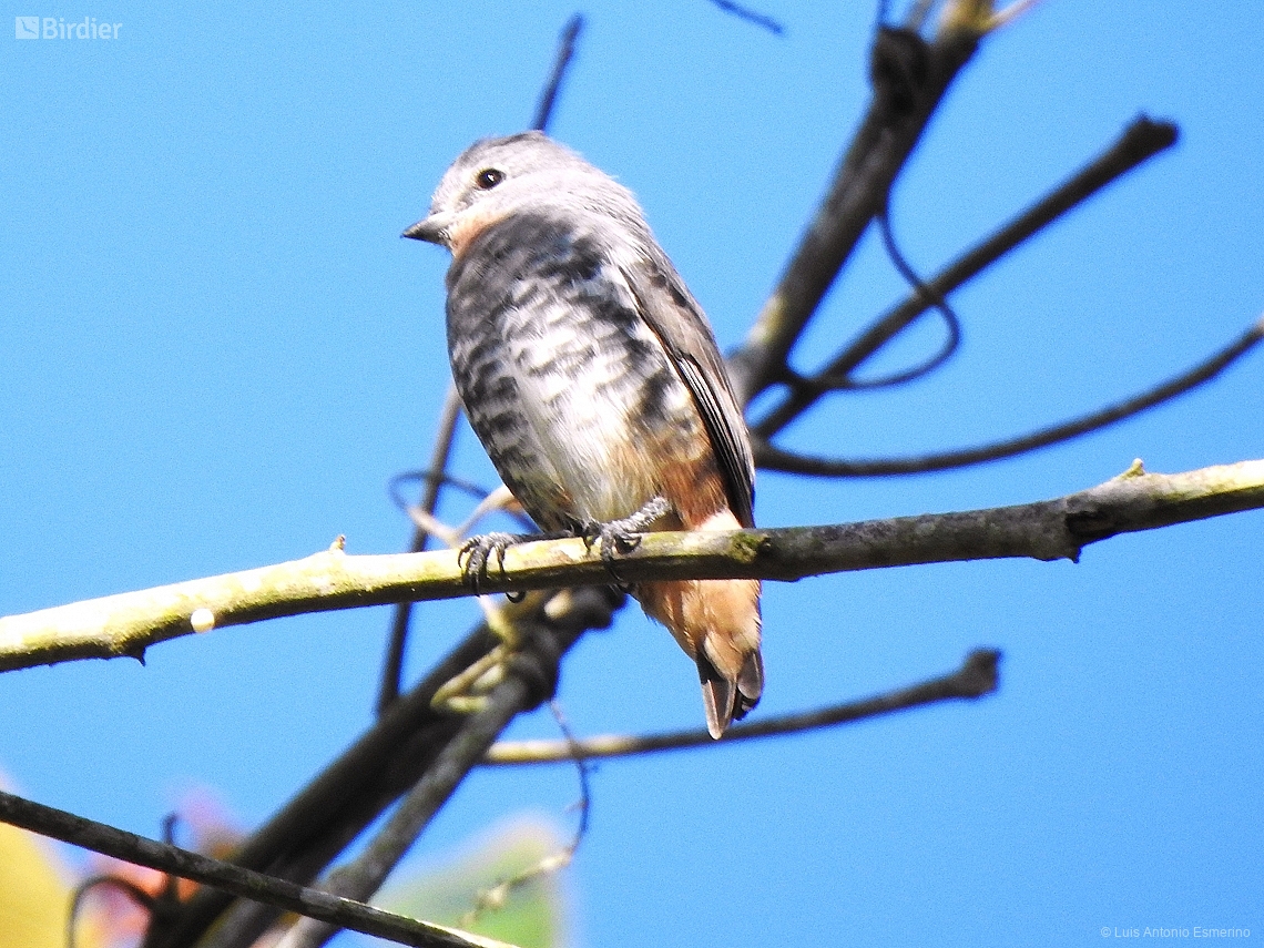 Iodopleura pipra