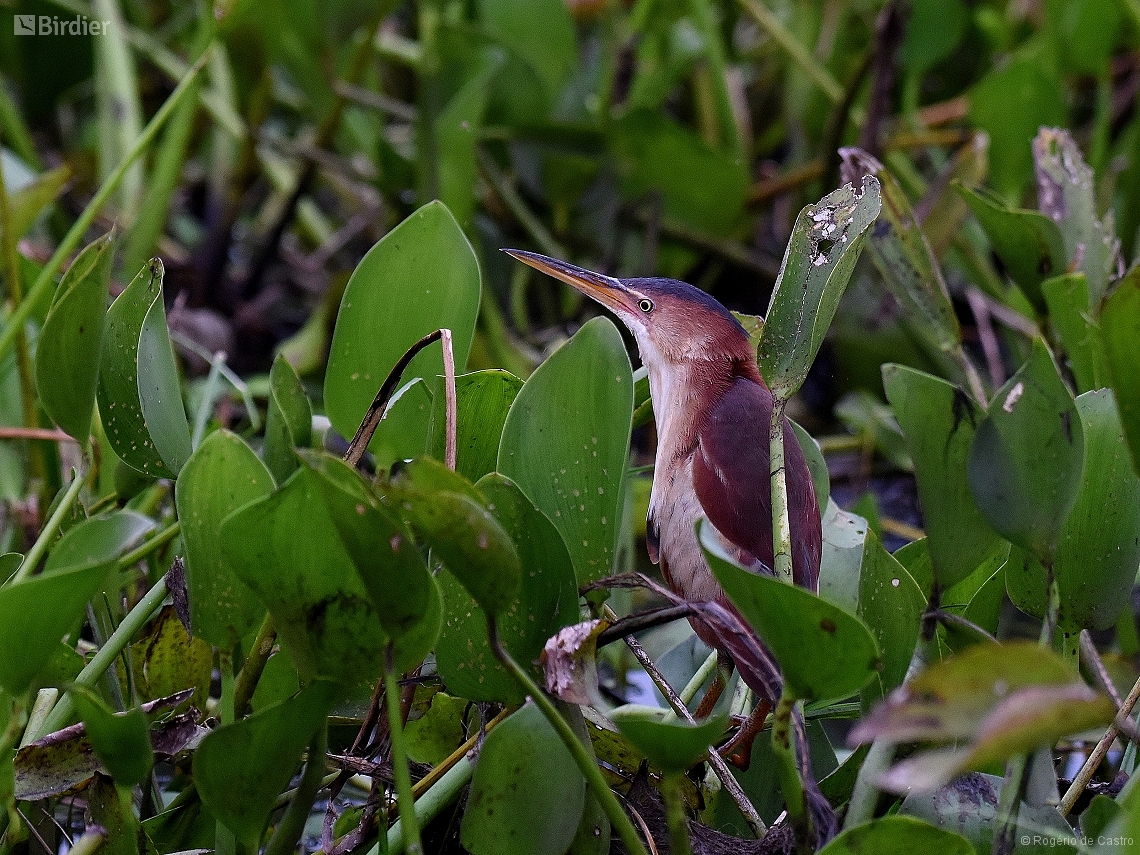 Botaurus exilis