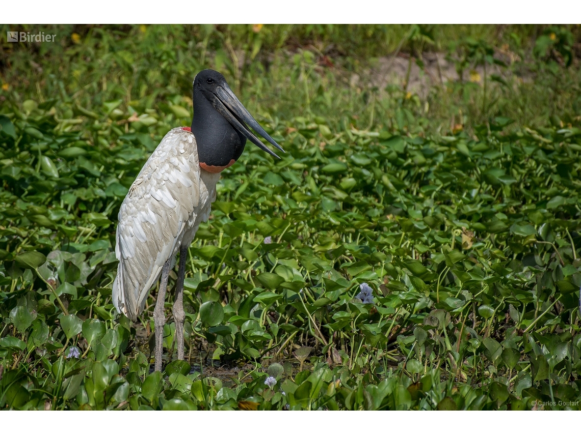 Jabiru mycteria