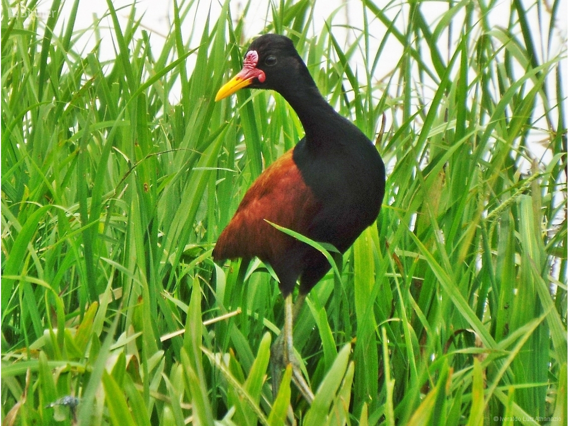 Jacana jacana