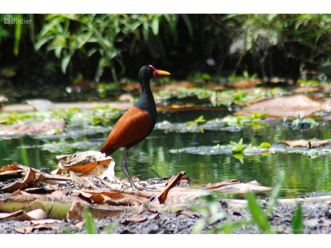 Jacana jacana