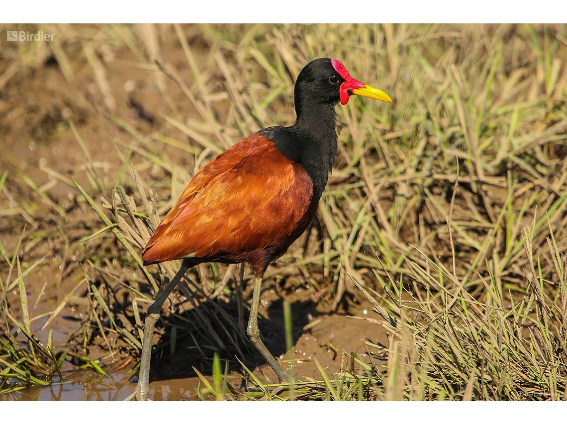 Jacana jacana