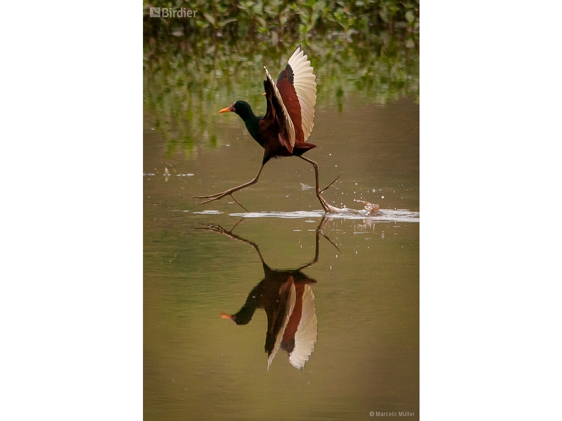 Jacana jacana