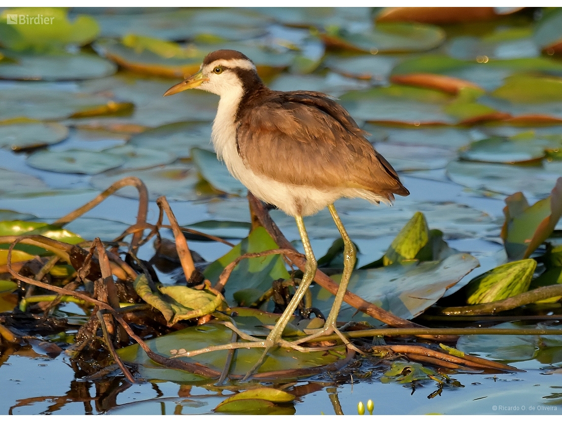 Jacana jacana