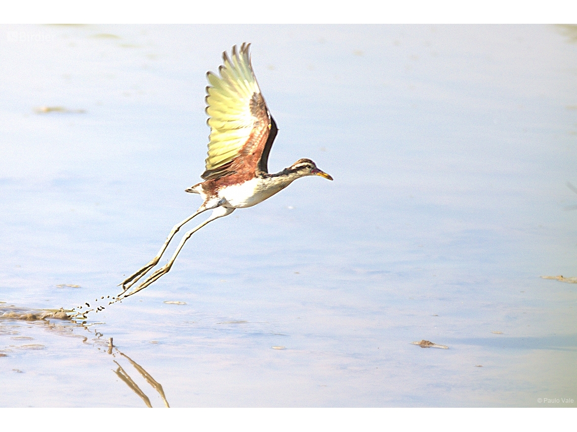 Jacana jacana