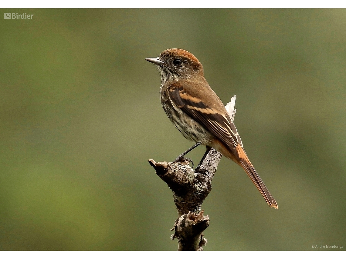Knipolegus cyanirostris