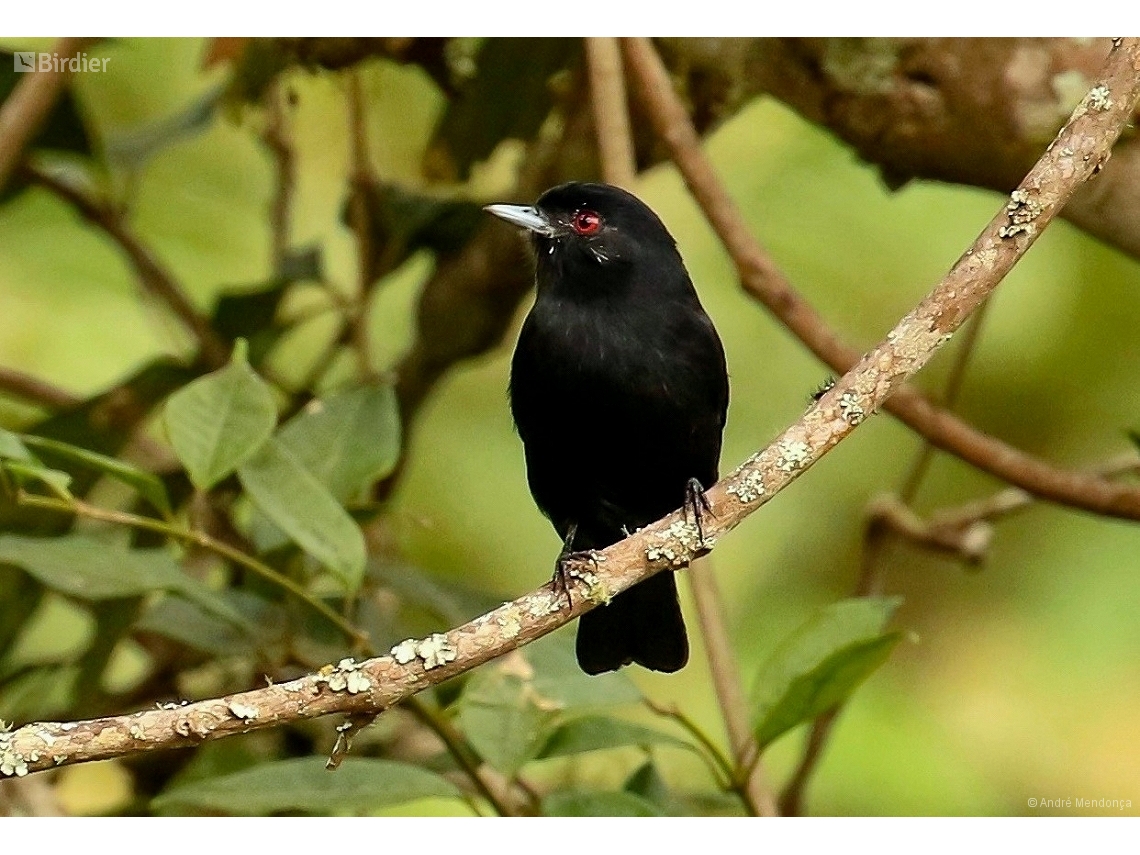 Knipolegus cyanirostris